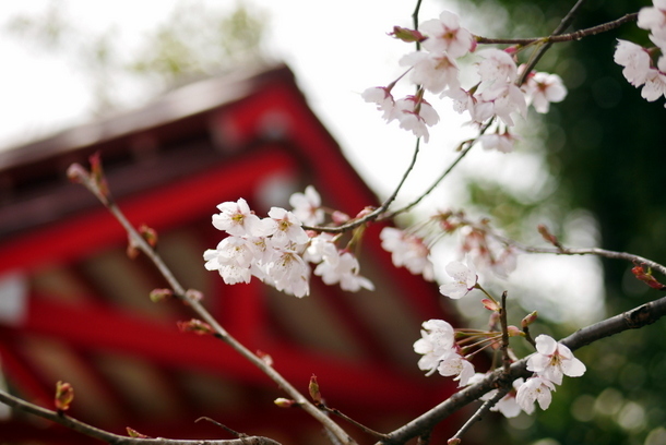 早咲きの桜～車折神社と清凉寺～_b0358575_04244432.jpg