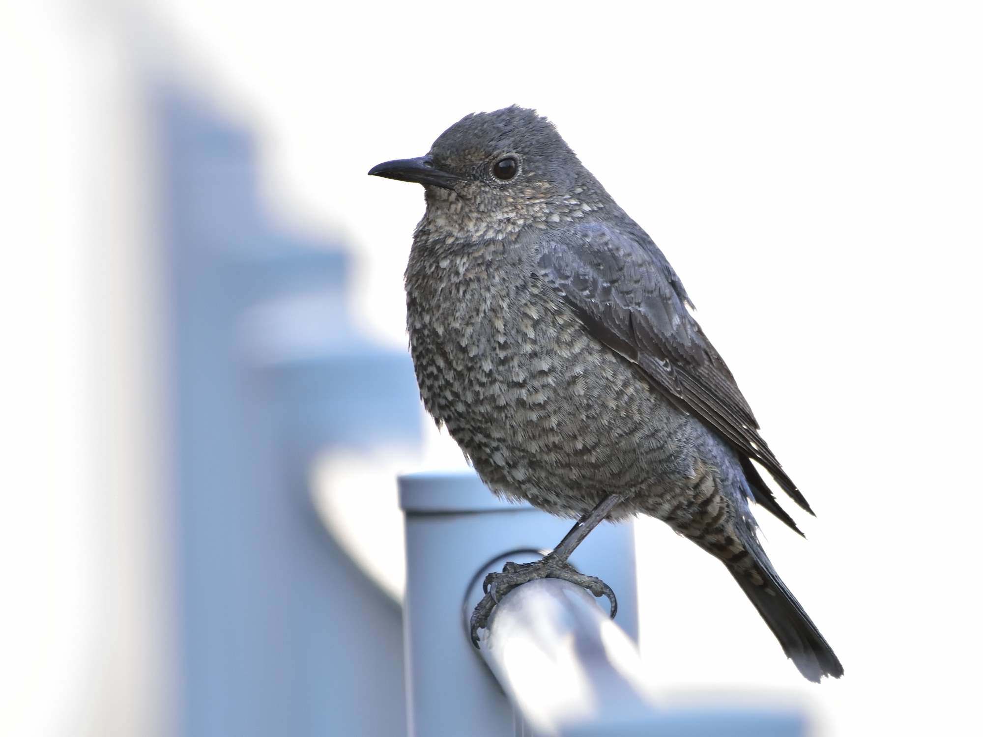 イソヒヨドリ（磯鵯）、幼鳥/Juvenile Blue Rock Thrush_f0365975_20311552.jpg