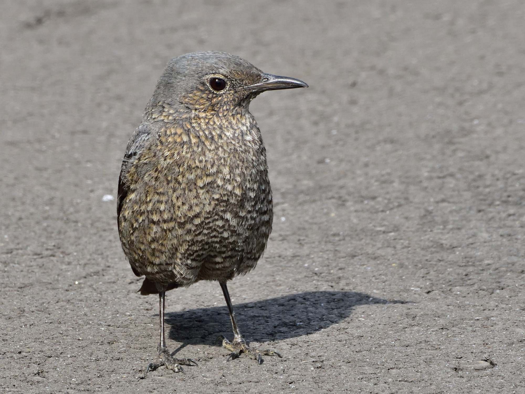 イソヒヨドリ（磯鵯）、幼鳥/Juvenile Blue Rock Thrush_f0365975_20312437.jpg