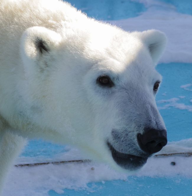 １月７日のおびひろ動物園のアイラその②_b0014576_00542692.jpg