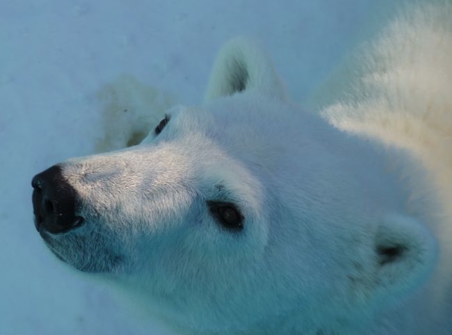 １月７日のおびひろ動物園のアイラその②_b0014576_00581572.jpg