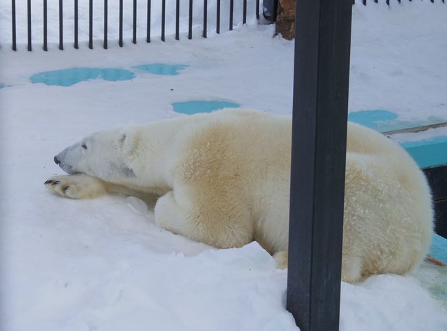 １月７日のおびひろ動物園のアイラその②_b0014576_01001264.jpg