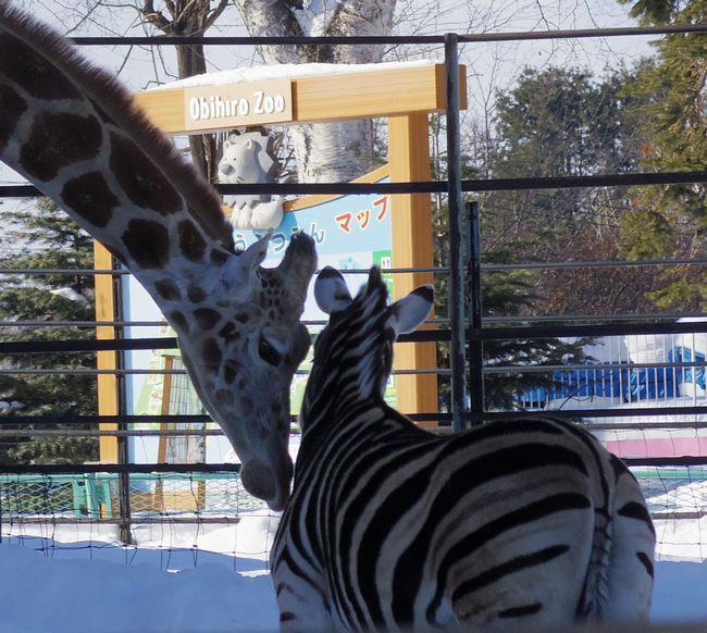 １月７日のおびひろ動物園の仲間たち_b0014576_21010298.jpg