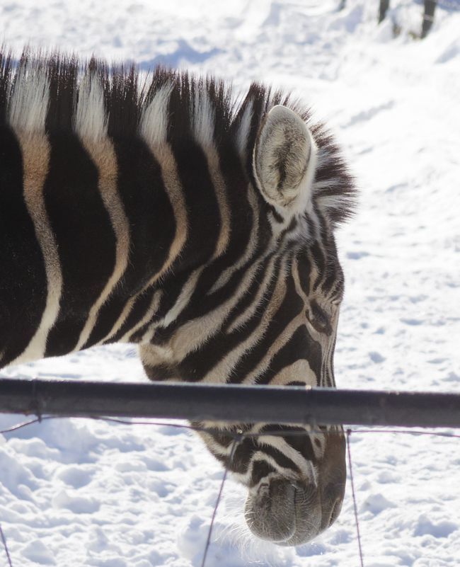 １月７日のおびひろ動物園の仲間たち_b0014576_21012833.jpg