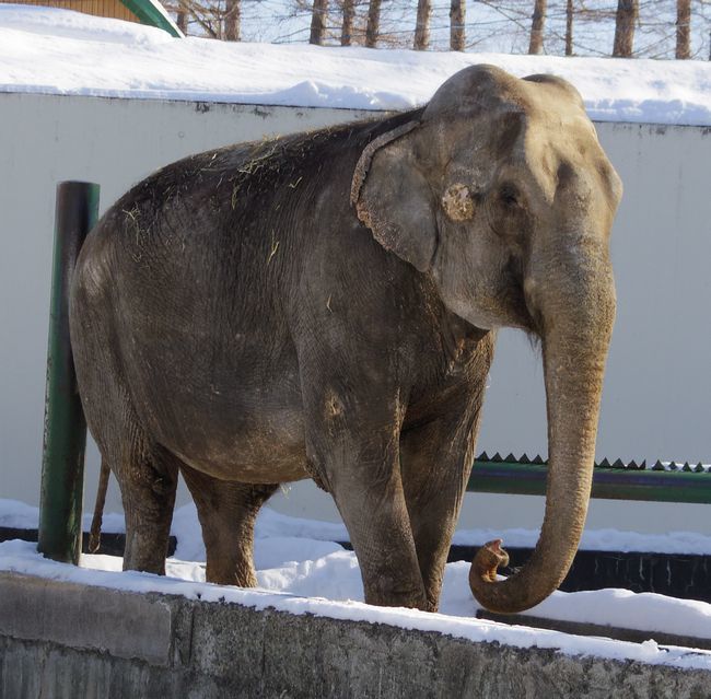 １月７日のおびひろ動物園の仲間たち_b0014576_21182927.jpg