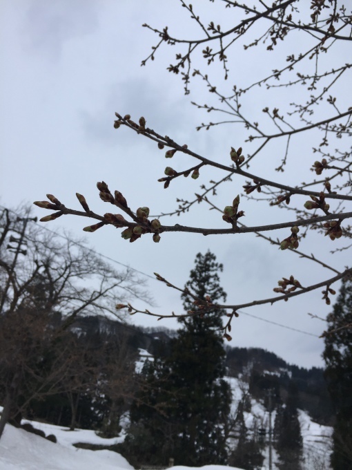 雪と桜_d0182179_16395726.jpg