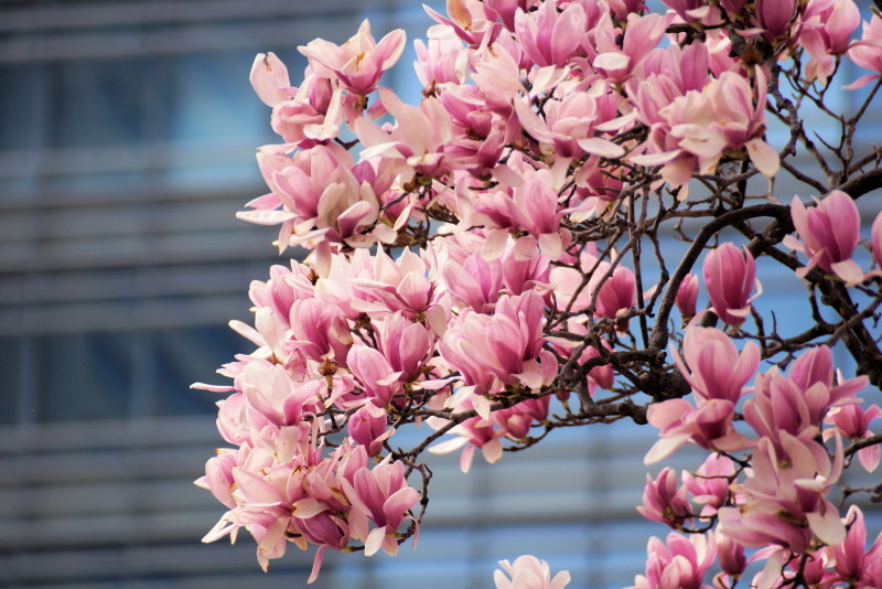 ☆早咲きの寒桜とモクレン咲く、横浜みなとみらい！_c0168984_22235334.jpg