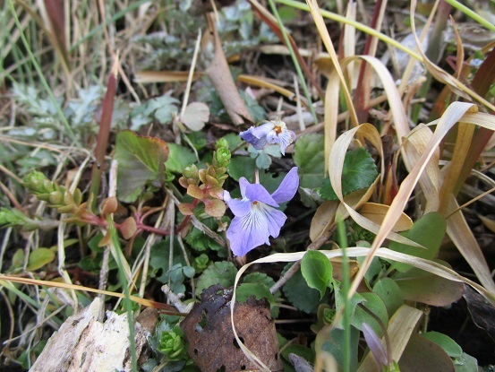 お礼　＆　野の花_a0143388_21381150.jpg