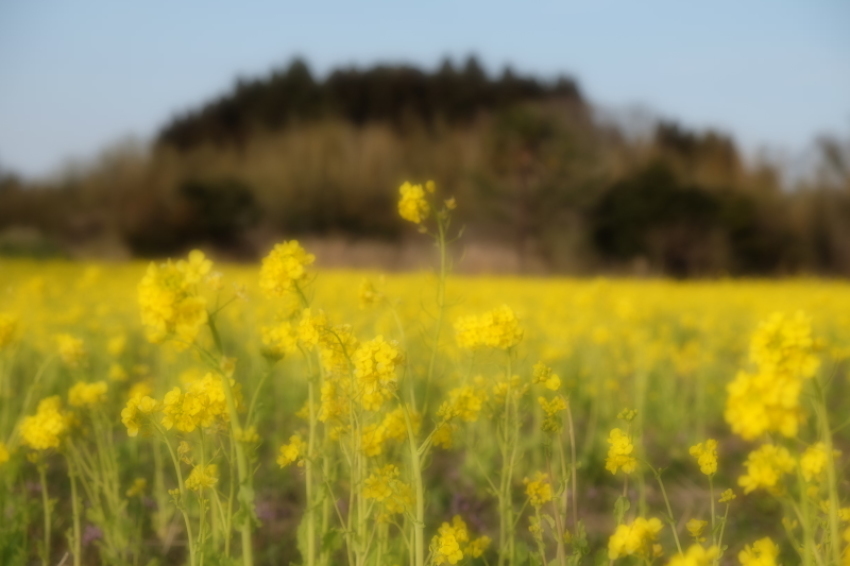 気まぐれ花畑_d0021491_22521477.jpg