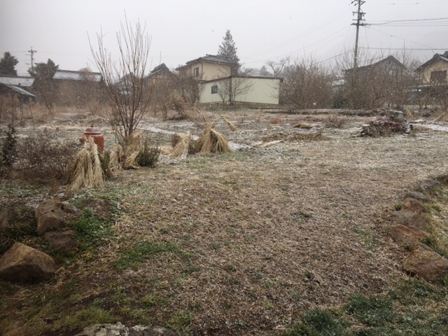 塩田平の庭・ 目覚めたら雪_c0216197_7294616.jpg