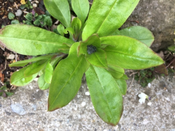 わが庭で毎年春に花を咲かせる植物たち_e0232798_07075722.jpg