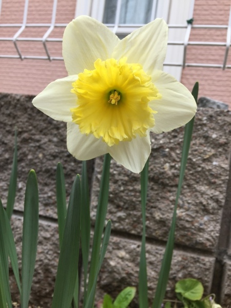わが庭で毎年春に花を咲かせる植物たち_e0232798_07105901.jpg
