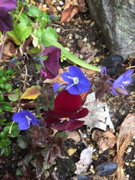 わが庭で毎年春に花を咲かせる植物たち　パートⅡ_e0232798_07172490.jpg