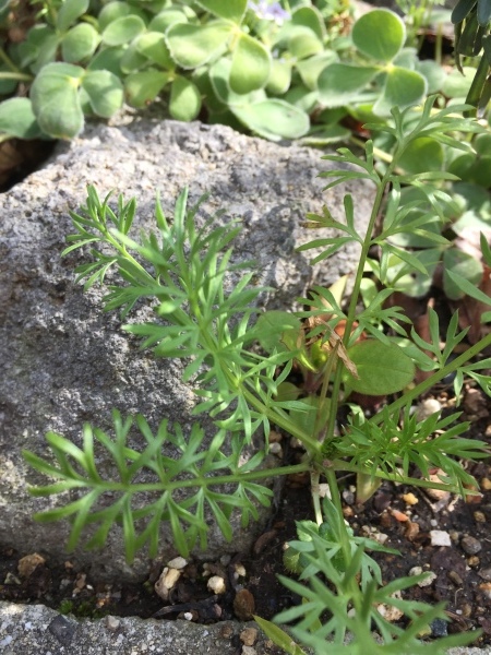 わが庭で毎年春に花を咲かせる植物たち_e0232798_10364316.jpg