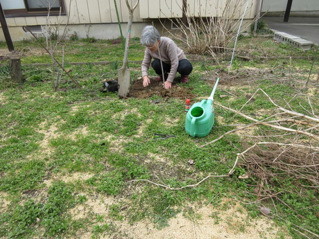 小梅を植える　ほか_a0203003_16365643.jpg