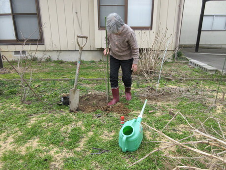 小梅を植える　ほか_a0203003_16372952.jpg