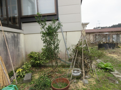 小梅を植える　ほか_a0203003_16382263.jpg