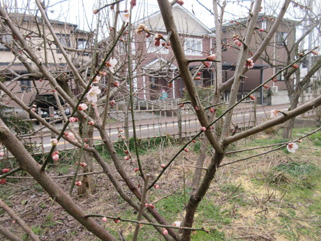 a0203003_16385425.jpg