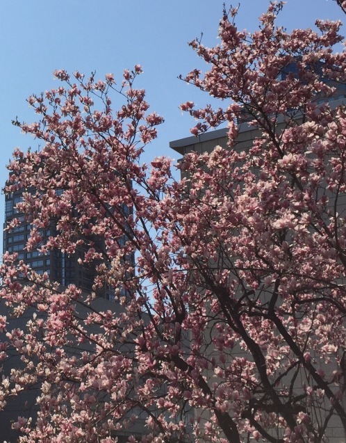 横浜みなとみらい in Spring_f0144003_12050341.jpg