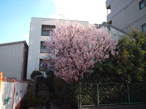 桜が咲き始めました！_e0048404_11203079.jpg