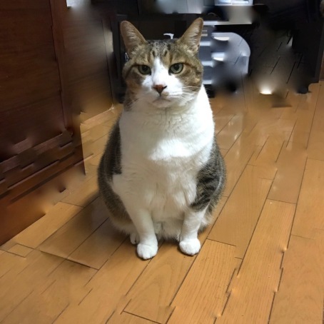 ミー子ちゃんとミークンタン_c0114110_10370274.jpg