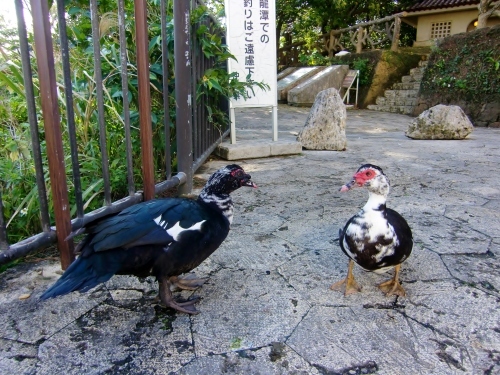 首里城（沖縄県那覇市）_c0219820_22392835.jpg