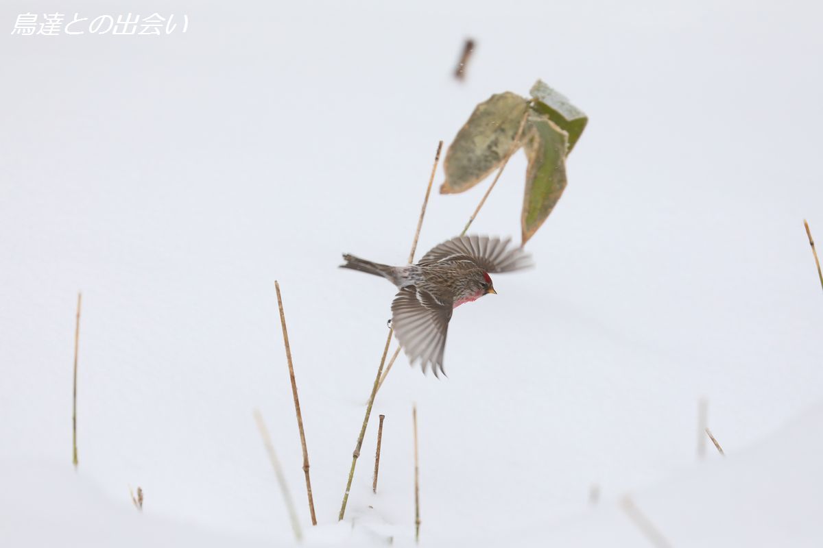 早春の北海道（２）・・・雪のベニヒワ_e0139623_22561997.jpg