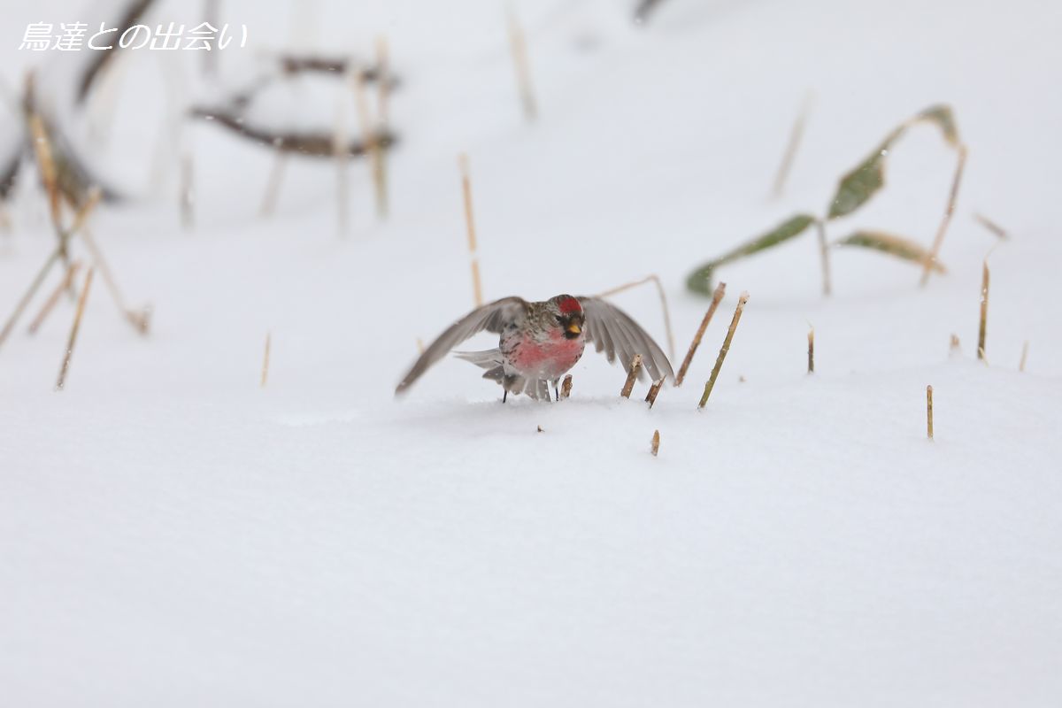 早春の北海道（２）・・・雪のベニヒワ_e0139623_22563315.jpg