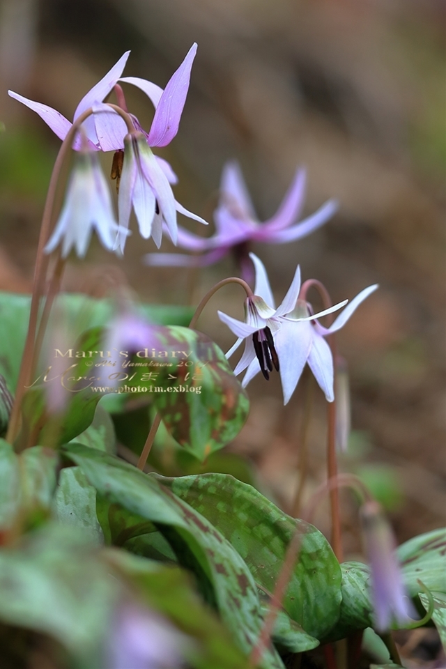 まゝに/カタクリの花_d0342426_21233687.jpg