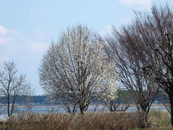 a0354432_19491802.jpg