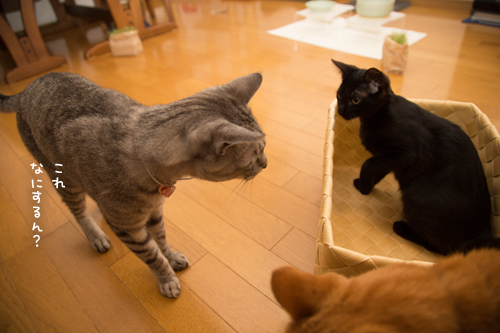 新しいニャマゾンがやってきた_d0355333_09215059.jpg