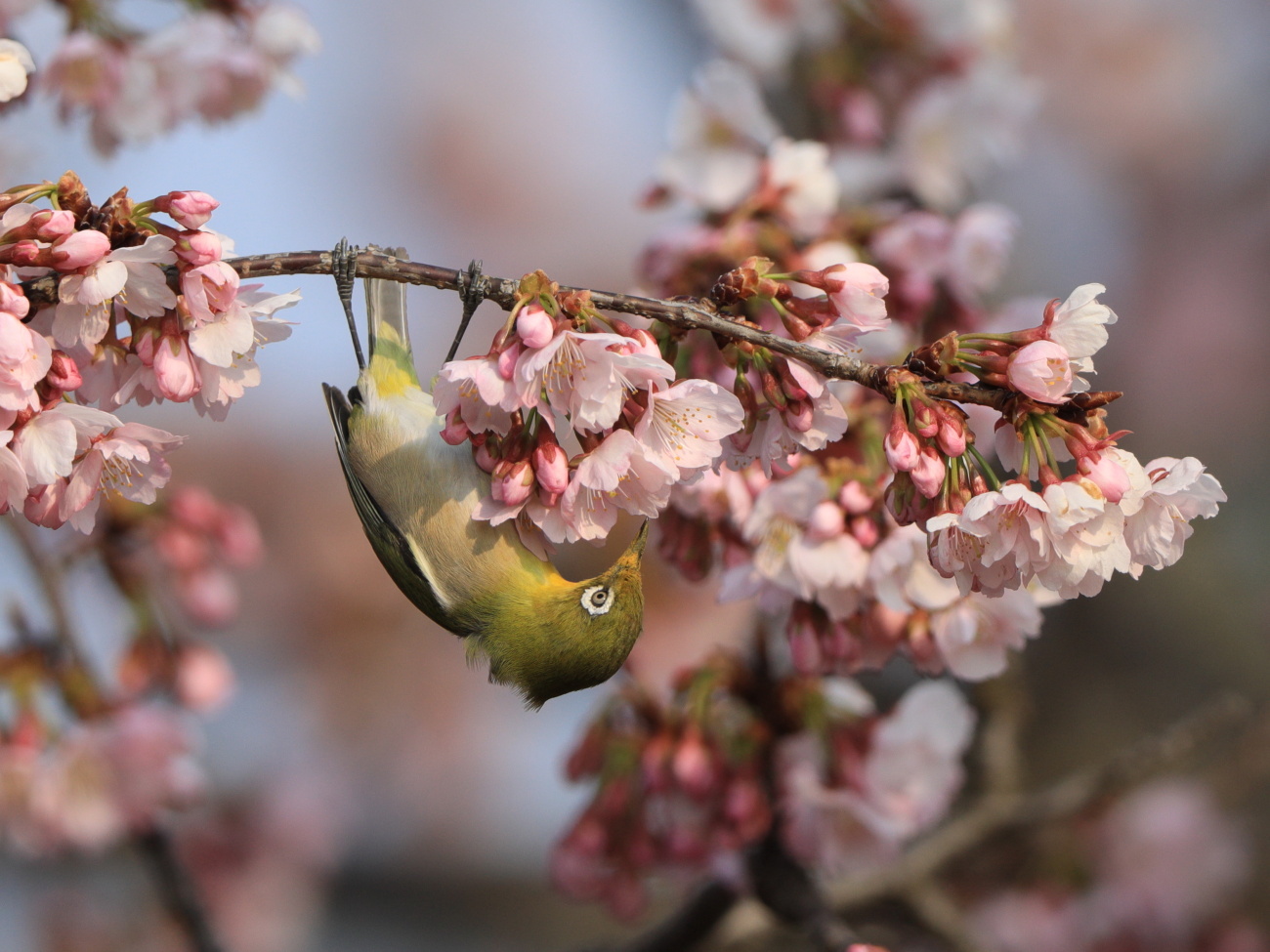 桜にメジロ_c0304040_22161314.jpg