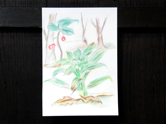 色鉛筆画 ~ ふきのとう ~_e0222340_15462585.jpg