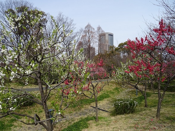 藤田邸跡公園の花桃2017_b0299042_19351997.jpg