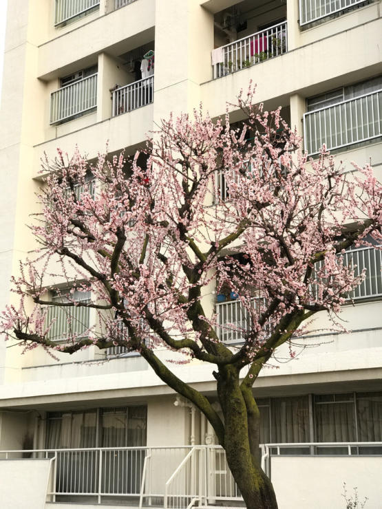 桜は朝が美しい_b0021251_07102214.jpg