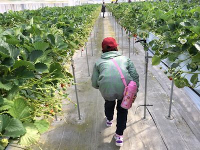 海岸林再生植樹といちご狩りの旅　山元町_c0355655_11382231.jpg