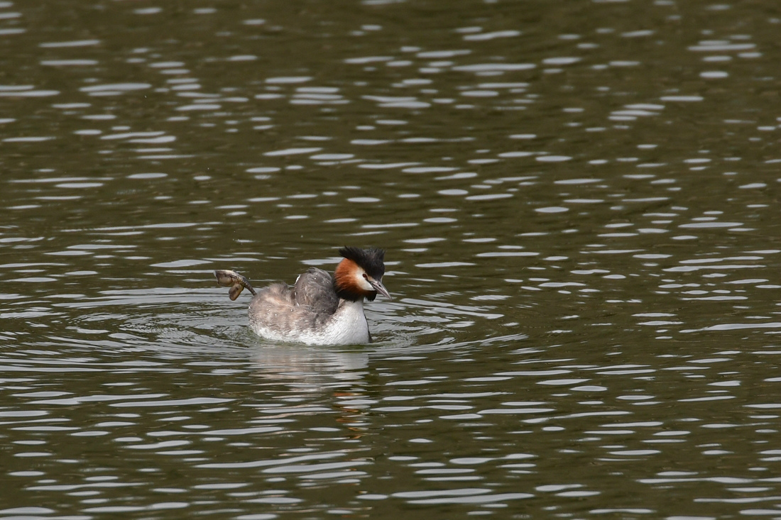 カンムリカイツブリ 夏羽_f0053272_23453928.jpg