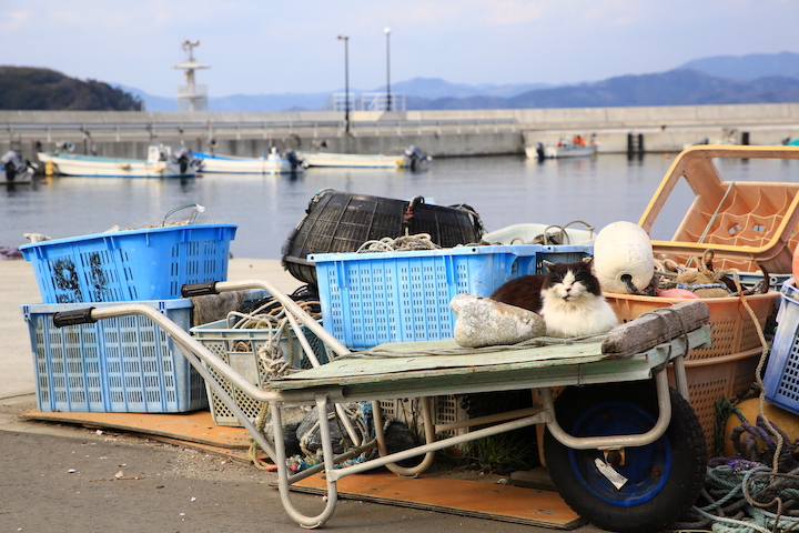 3.12 田代島の猫たち㊴_c0169275_2314921.jpg