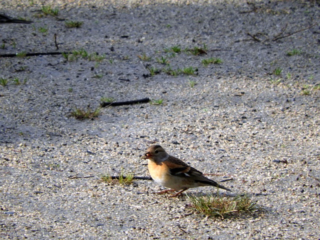 f0378979_14484927.jpg