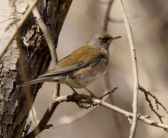 冬鳥　シロハラ_b0227680_10105005.jpg