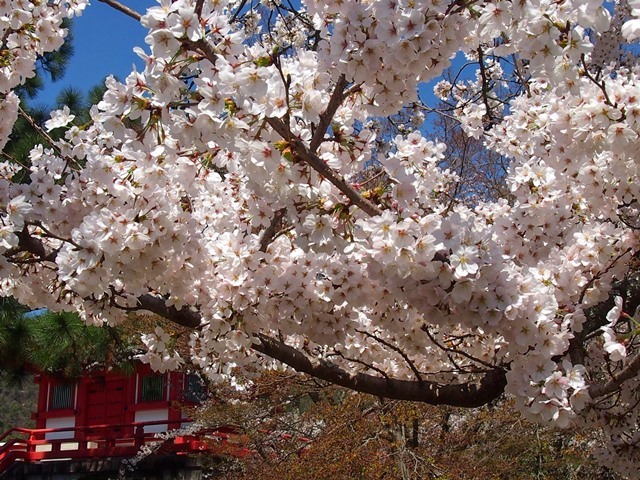 いいな、京の桜_f0146587_10075534.jpg