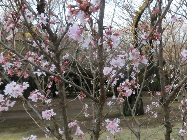 頂き物で家呑み！_a0319693_7523959.jpg