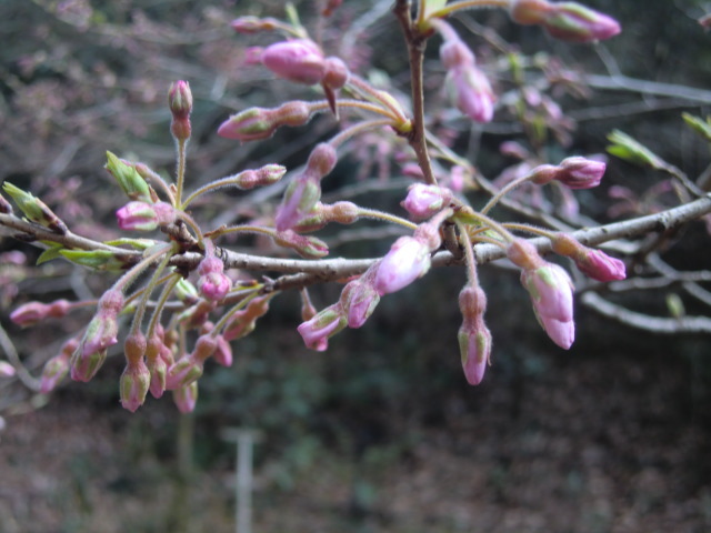 私市植物園のお花見はまだ早かった_b0044296_21421230.jpg