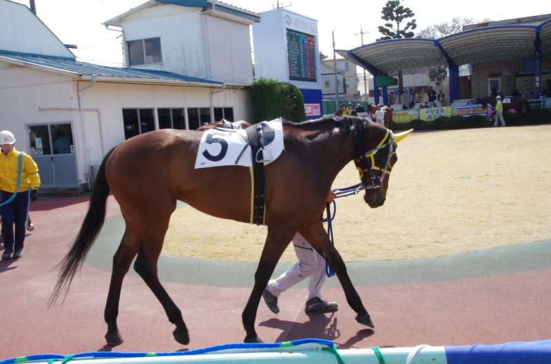 キングタイド 11戦目＠浦和競馬場　6R 2017.3.29_f0368205_15391237.jpg