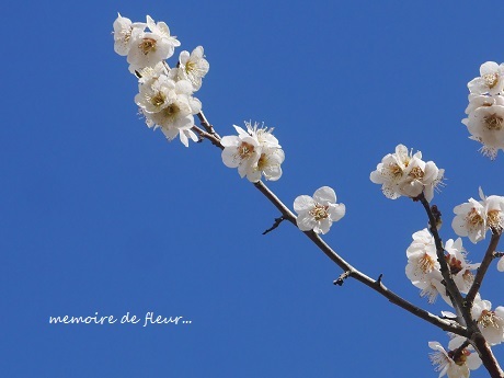 花を通して☆心を尽くすということ。_c0098807_20143932.jpg