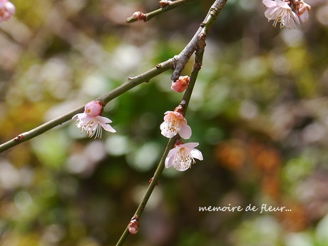 花を通して☆心を尽くすということ。_c0098807_20291239.jpg