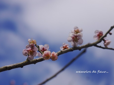 花を通して☆心を尽くすということ。_c0098807_23180520.jpg