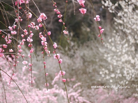 花を通して☆心を尽くすということ。_c0098807_23565121.jpg