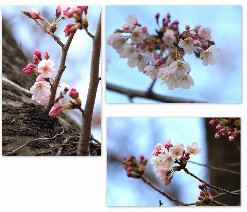 今年の桜はどうかな。。。_d0147812_1642137.jpg