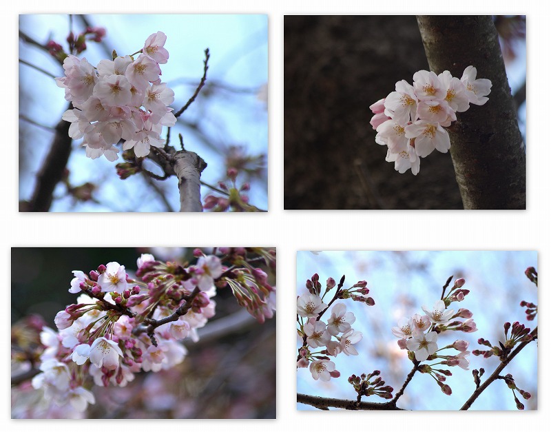 今年の桜はどうかな。。。_d0147812_1642630.jpg